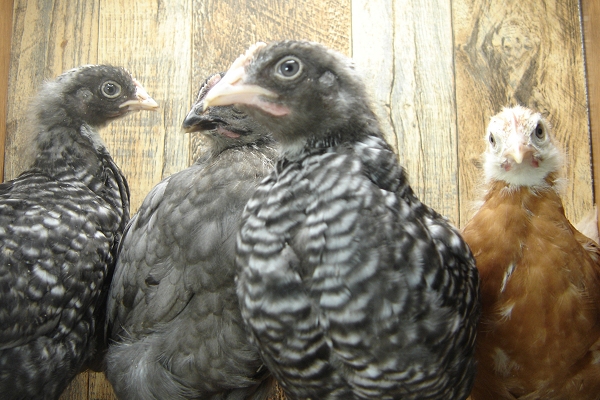 8 Pullet Chicks Week 4 - 2 Barred Rock 1 Steel Blue Novagen and 1 Gold Comet